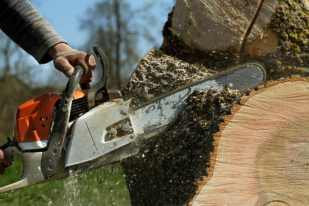 Best Tree Stump Removal  in Lake Butler, FL